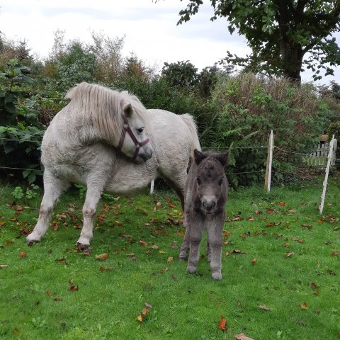 Yasmin af Skovhuset og Bådsgårds Juvena