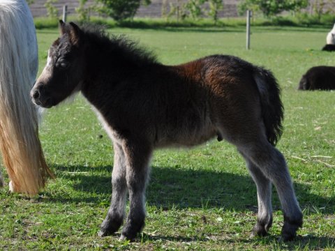 Bådsgårds Stratego