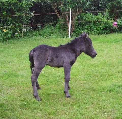 Lille føl Lille føl