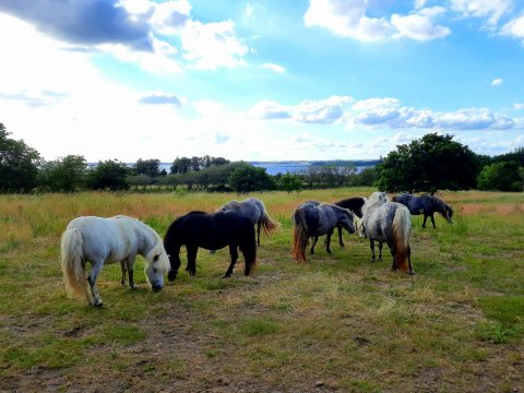 Bådsgårds Daisy - hjemme igen