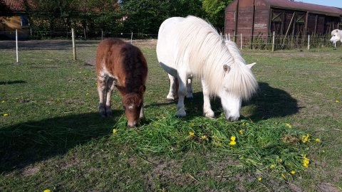 Bådsgårds "Sofus" og Tøttrups Bernadina