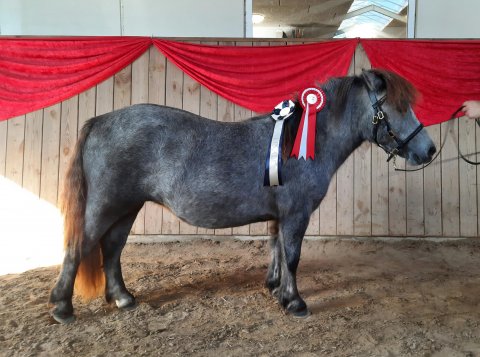 Bådsgårds Bianca - 1 år - Sulsted 2022