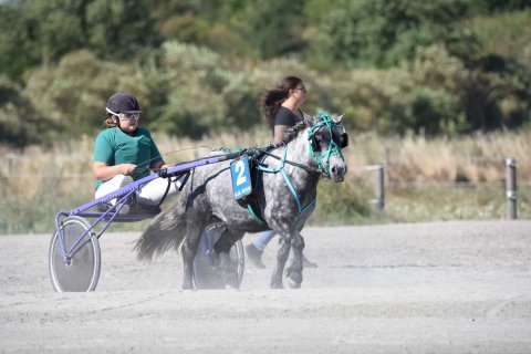 Bådsgårds Yoda - 4 år - travpony