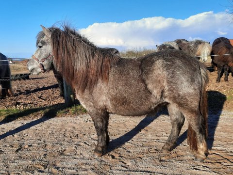 Bådsgårds Suleika - marts 2021