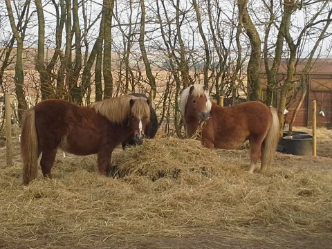 Føllene fra 2013 Føllene fra 2013