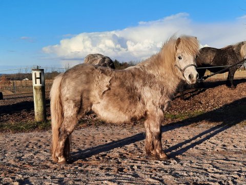 Bådsgårds Coco - Marts 2021