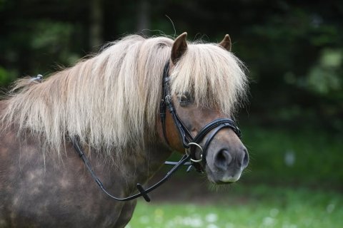 Bådsgårds Máki som model