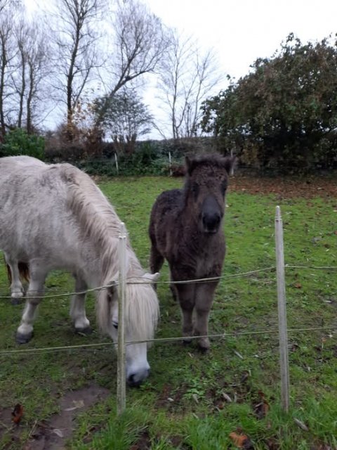 Yasmin af Skovhuset og Bådsgårds Juvena i haven