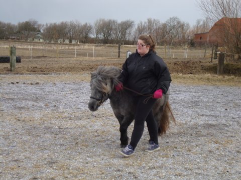 Træning til Unghesteskue 6