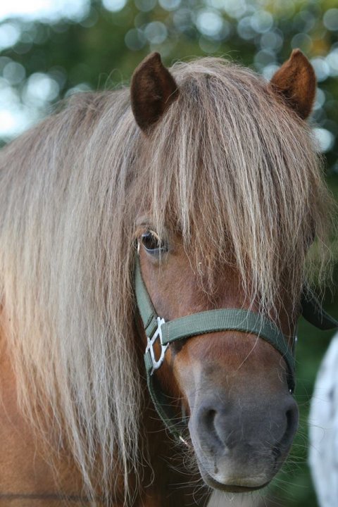 Smukke Bådsgårds Baronesse 2018