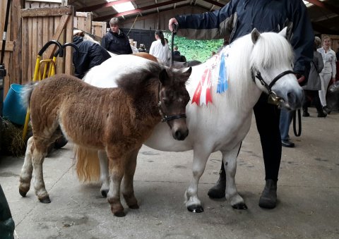 Svesken og Sofus til Landsskue