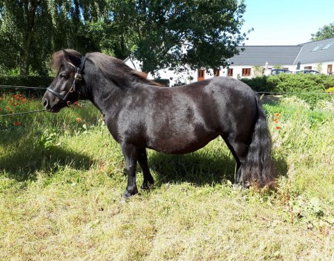 Bådsgårds Luna - 3 år