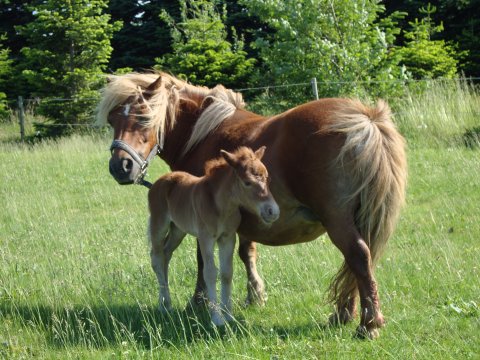 Søndervangs Babette og føl