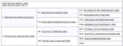 Birchmoor Linnet - Afstamning