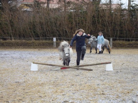 Træning til Unghesteskue 5