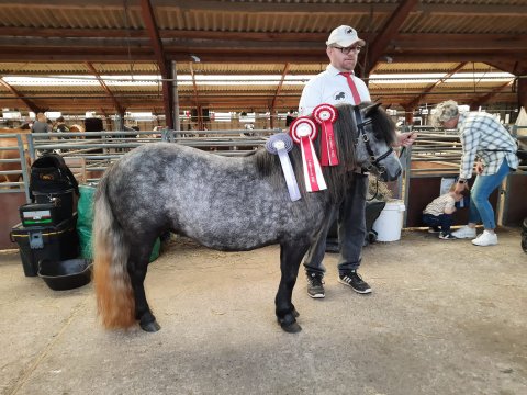 Bådsgårds Daisy - 3 år