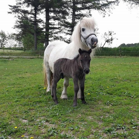 Benedikte Bomlund og Bådsgårds Bonus