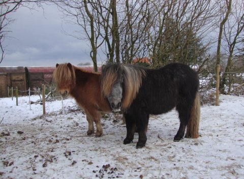 Bådsgårds Baronesse og Yasmin af Skovhuset