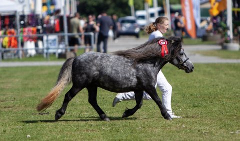 Bådsgårds Daisy - 3 år