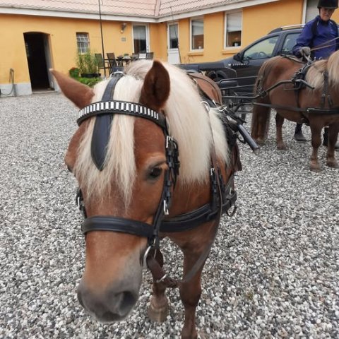 De røde køreponyer