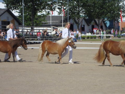 Beauty til landsskue