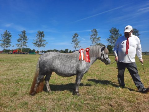 Bådsgårds Juvel - 2 år