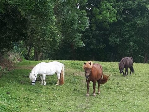Charlottenlunds Gabrielle hjemme igen