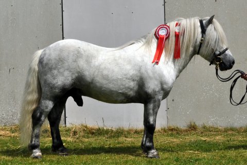 Bakkegaardens Jackson