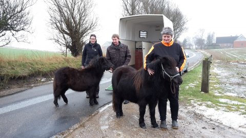 Jolly og Bingo flytter hjemmefra