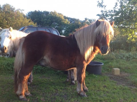 Bådsgårds Kalaha - 2 år