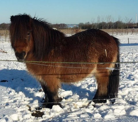 Bosse Bifrost er taget på ferie