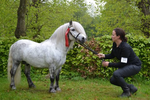 Bakkegaardens Jackson