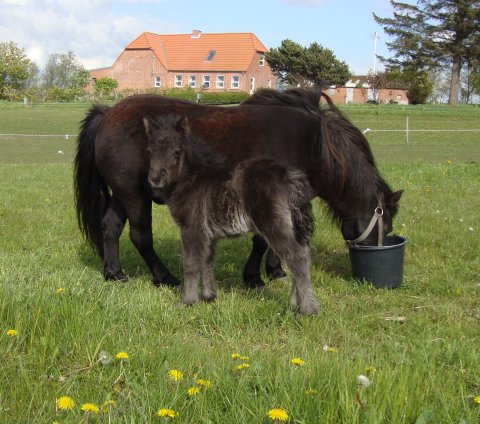 Bonnie Bomlund med føl