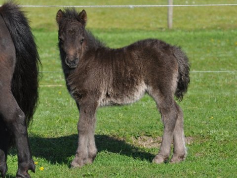 Bådsgårds Ludo som føl
