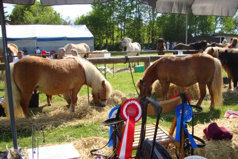 Farm Festival i Hurup