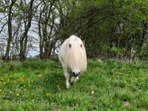 Bakkegaardens Jackson på sommerfold