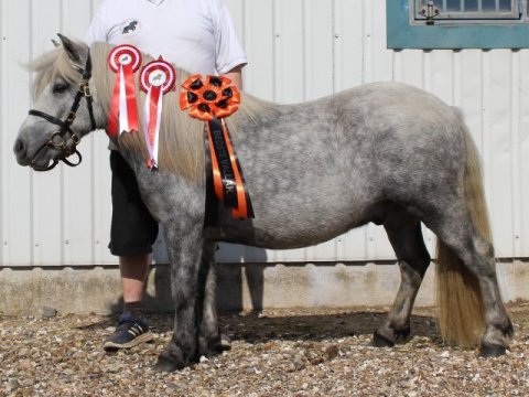 B&aring;dsg&aring;rds Bolero - 2 &aring;r