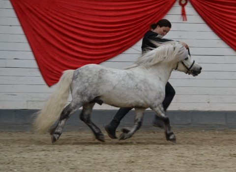 Bakkegaardens Jackson i trav