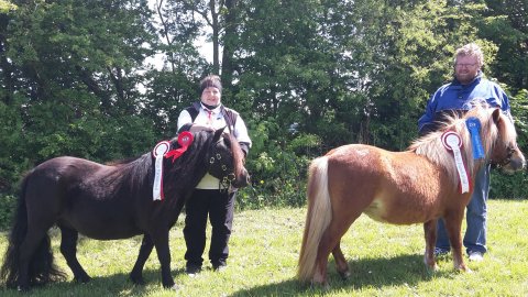 Bådsgårds Diva og Thybos Celine