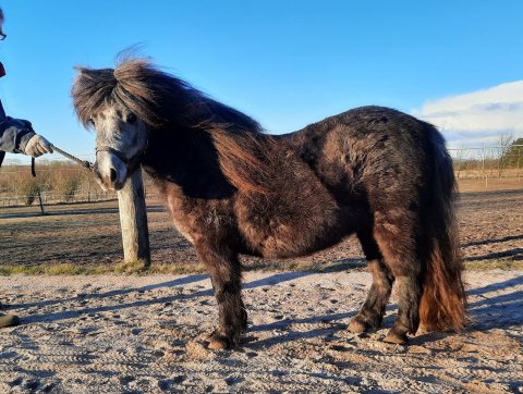 Riccalton Lois Lane - Marts 2021