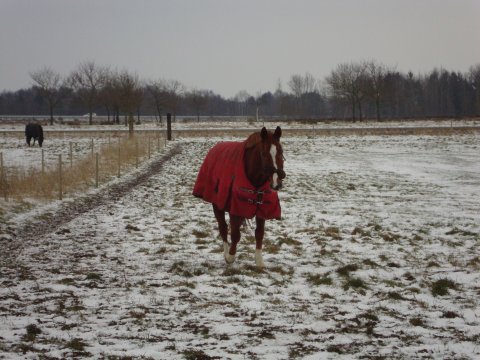 Casio på snefold i SKRK
