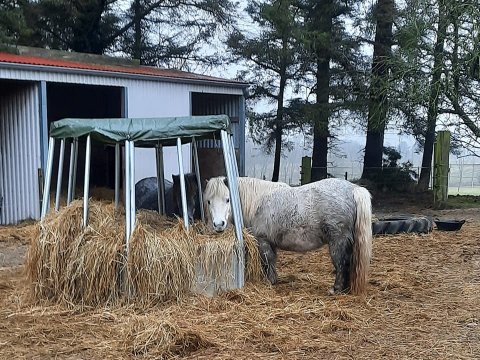 Bådsgårds Coco i høhækken