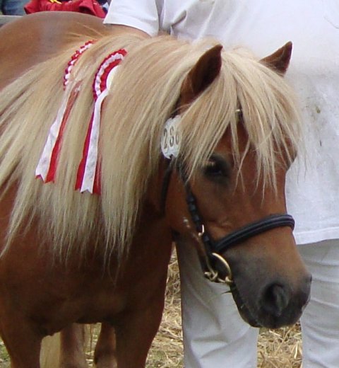 Søndervangs Babette