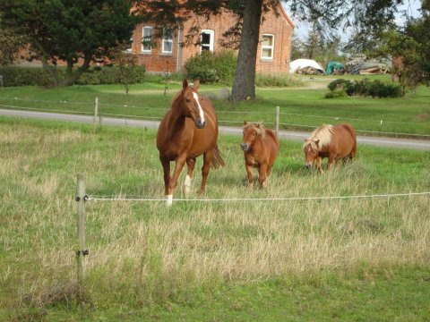 Casio og drengene Casio og drengene