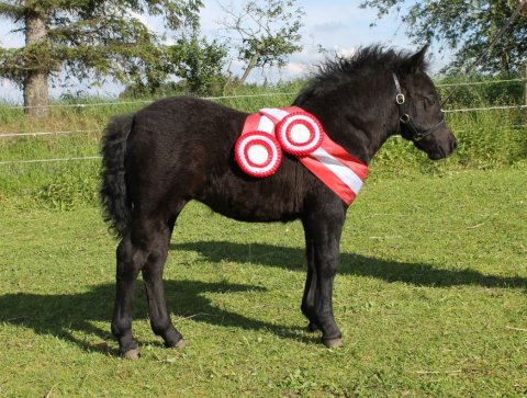 Bådsgårds Daisy - bedste føl til Skive Farmshow 2019