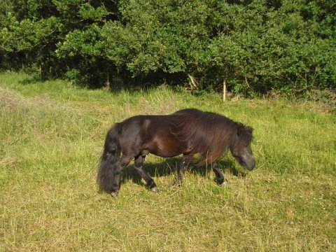 Vestergårdens Absalon SH 285