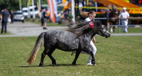 Bådsgårds Daisy - 3 år