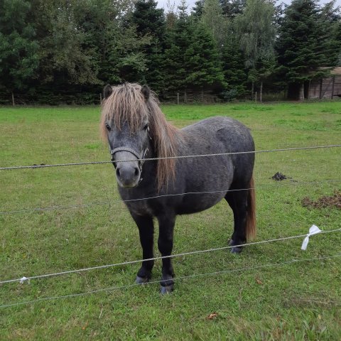 Bådsgårds Yakari - 2 år