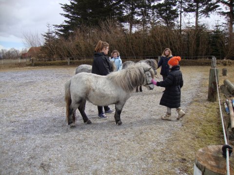 Træning til Unghesteskue 1