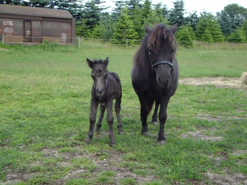 Bonnie Bomlund og føl Bonnie Bomlund og føl